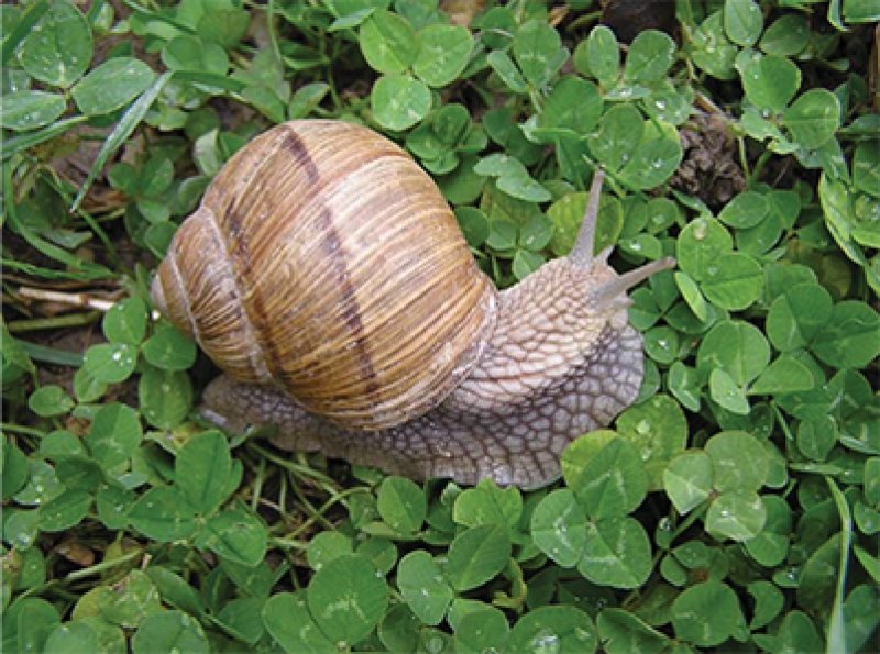 Pozeba, toča in škodljivci na vrtu