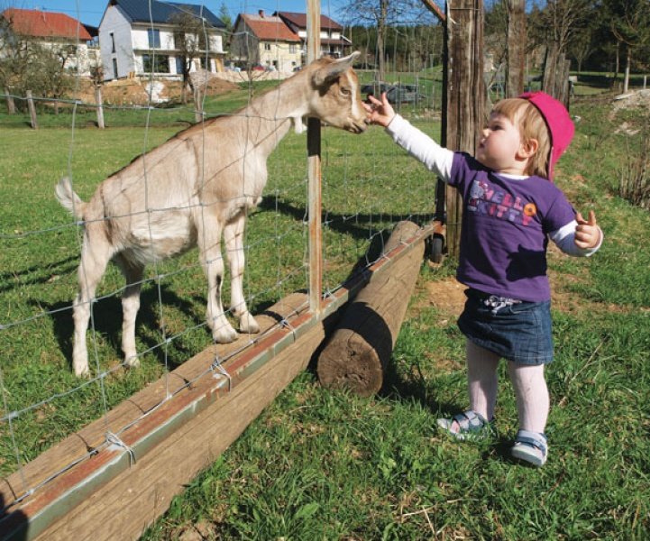 Kozje mleko za zdravje in lepoto