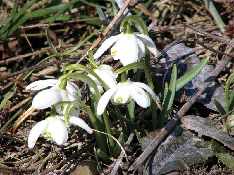 Cvetje izpod snega