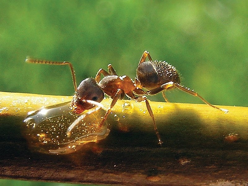 Nadležne in škodljive gostje