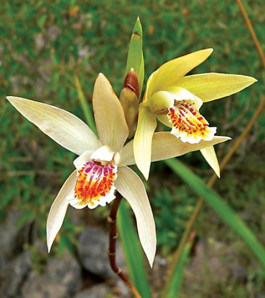 Orhideje za vrt in stanovanje